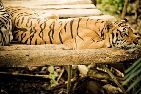 Harimau Bali Panthera Tigris Balica Fauna Nusantara