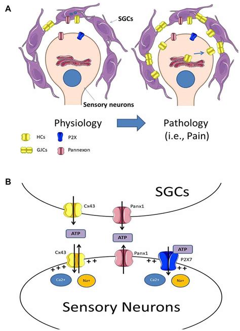 Satellite Glial Cells