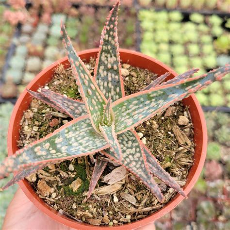 Aloe Pink Blush