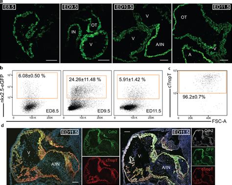 Nkx25 Egfp Expression And Cdh2 Cardiac Specificity Is Confirmed By