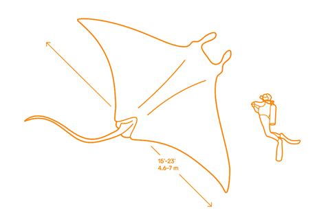 Joya Conciliar encanto manta ray size comparison Dar victoria Ojalá