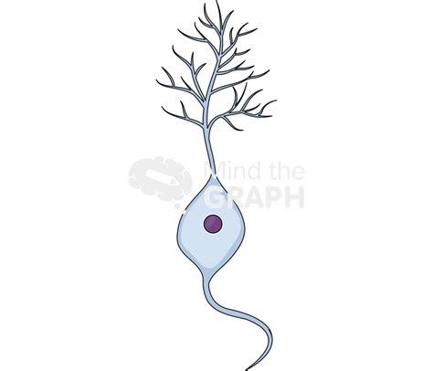 Free Mature Neuron Icons Symbols Pictures And Images Mind The Graph