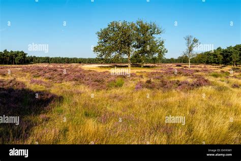 Planken Wambuis Oud Reemst Noord Ginkel Estate Landscape Flowers