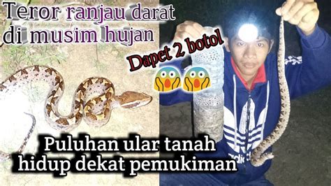 Hunting Si Ranjau Darat Ular Tanah Calloselasma Rhodostoma Dapet