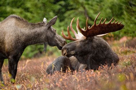 Minnesota Tribes Cancel Moose Hunts | OutdoorHub