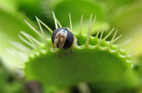 Хищное растение Дионея: masterok — LiveJournal