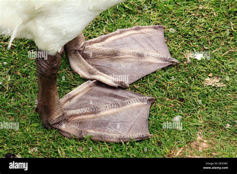 Webbed Bird Feet Hi Res Stock Photography And Images Alamy