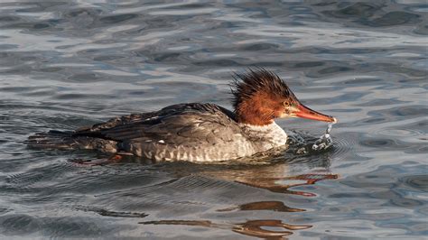 Grand Harle Common Merganser Mergus Merganser Pc Pierre