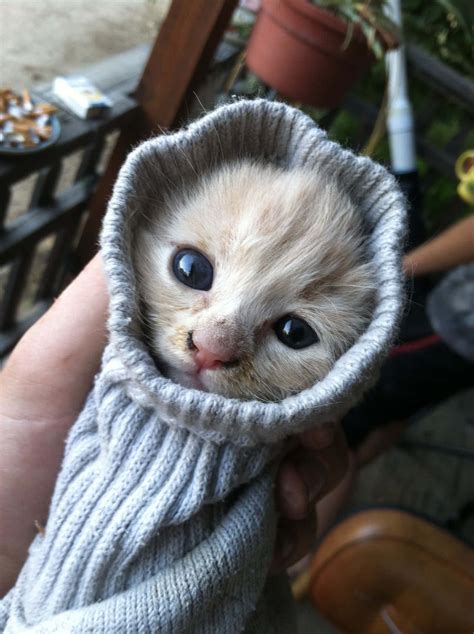 Download Funny Kitten Inside Knitted Fabric Picture | Wallpapers.com