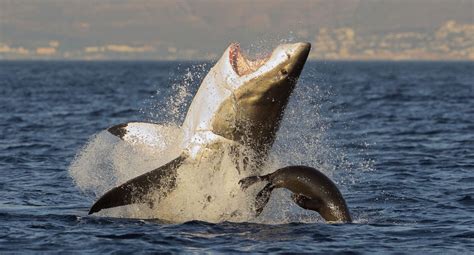 Stare A Great White Shark In The Jaws With This Thrilling New Zealand