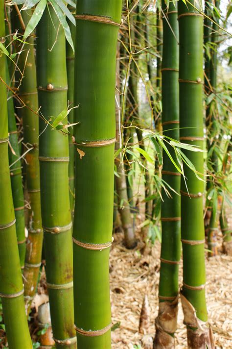 Gambar Jembatan Jenis Jenis Bambu Hias Kumpulan Gambar Mewarnai Porn