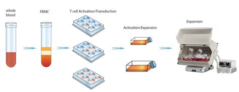 Cell Based Assays Services Promab Promab