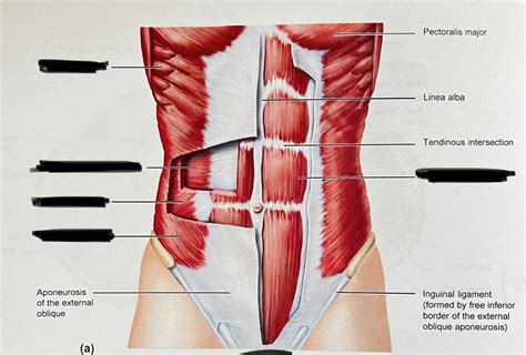 abdominal wall muscles Diagram | Quizlet