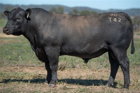 Lot 14 Jade Park Tucker T42 Auctionsplus