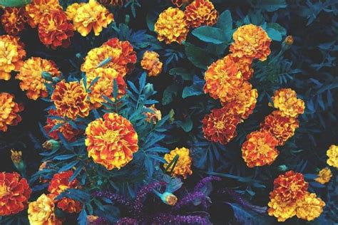 Сажаем бархатцы: когда выращивать рассаду и как выбрать лучшие сорта ...