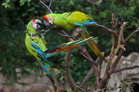 All 16 Different Types Of Macaws In The Americas With Photos