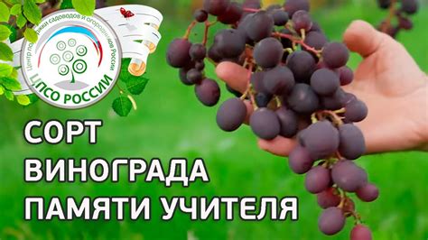 Сорт винограда Памяти учителя. 🍇 Описание сорта винограда Памяти ...