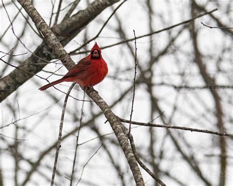 Male Cardinal Singing on Tree Limb 5480670 Stock Photo at Vecteezy