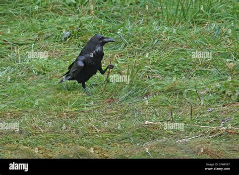 Mature Raven Hi Res Stock Photography And Images Alamy