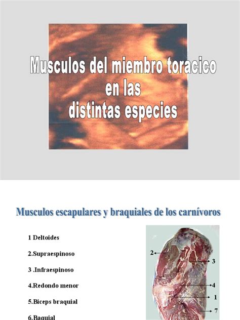 PDF Musculos Miembro Toracico DOKUMEN TIPS