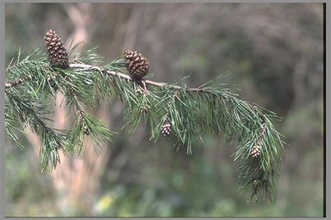 Plant Database Virginia Pine