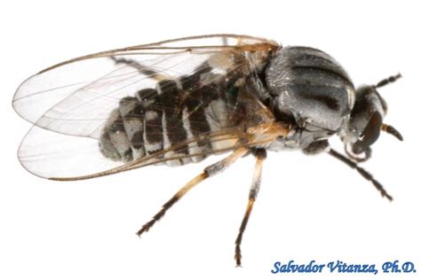 Diptera Simuliidae Simulium Black Flies Female A Urban Programs