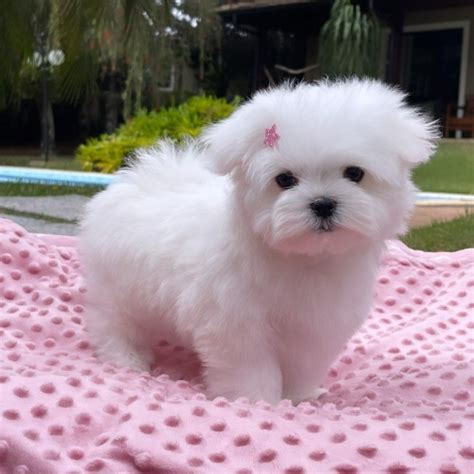 Cute Snow White Teacup Maltese Puppies For Sale Rhode Island Rhode Island