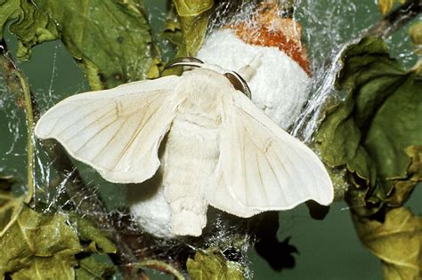 Silkworm Moth Photograph by Harry Rogers - Pixels