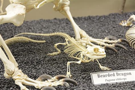 File:Bearded Dragon Skeleton.jpg - Wikipedia