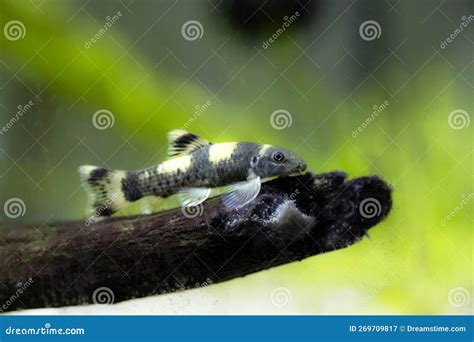 Panda Garra Freshwater Fish Garra Flavatra Royalty Free Stock