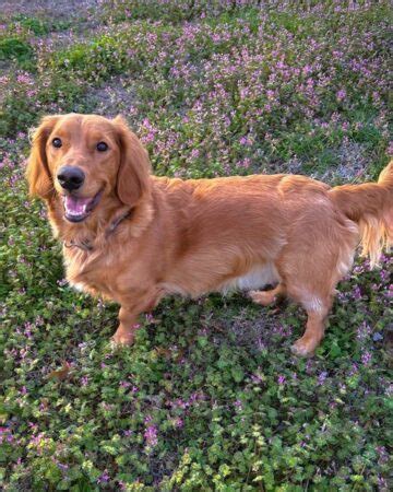 Dachshund Golden Retriever Mix (Golden Dox) Facts & Pictures