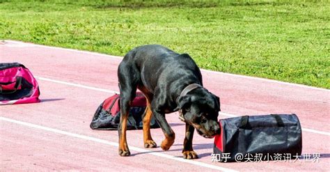 什么是警犬、军犬、执法犬、工作犬？一文说清楚，k9是什么！ 知乎