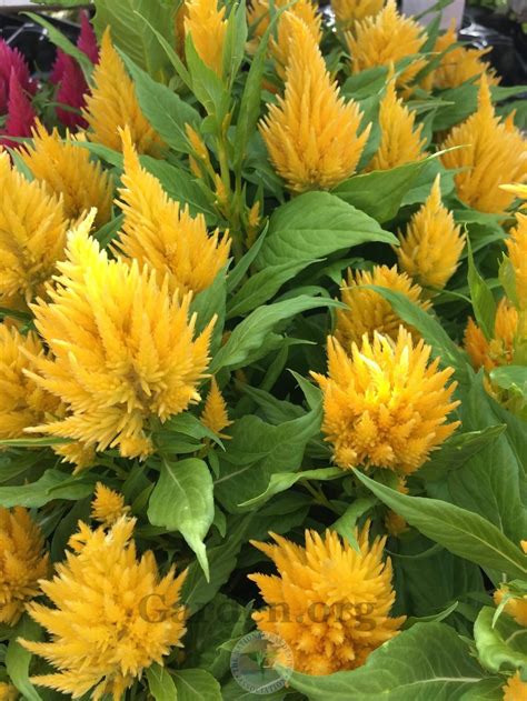 Common Cockscomb Celosia Argentea Ice Cream Yellow