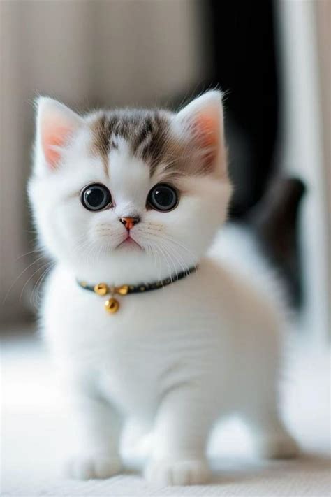 صور قطط In 2023 Cute Cats Kittens Cutest Cute Cats Photos