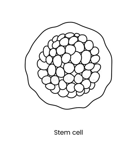 Stem Cell Line Icon In Vector Medical Illustration Stock Vector