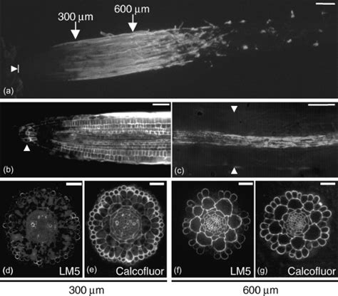 Cell Wall Pectic Dgalactan Marks The Acceleration Of Cell