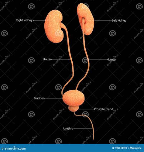 Bladder Anatomy And Relation To Uterus Cartoon Vector | CartoonDealer ...