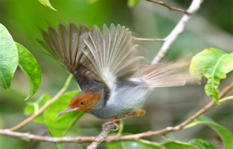 Cara Merawat Burung Prenjak Agar Cepat Bunyi Dan Gacor Kicaumania Net