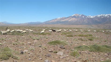 Golpe De La Sequía Declararon La Emergencia Agropecuaria Para Neuquén