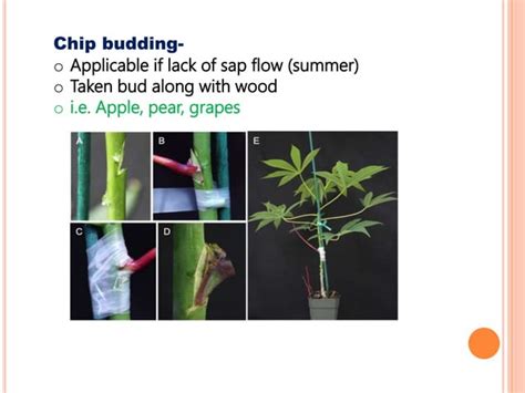 Plant Propagation Methods | PPT