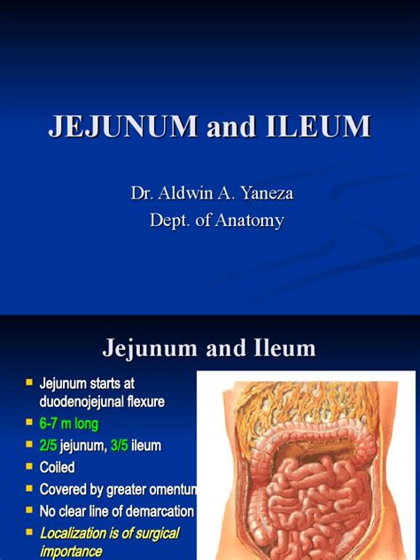 Jejunum Ileum | Large Intestine | Organ (Anatomy)