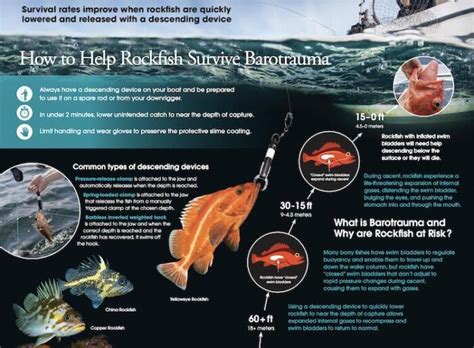 Rockfish In British Columbia Island Fisherman Magazine