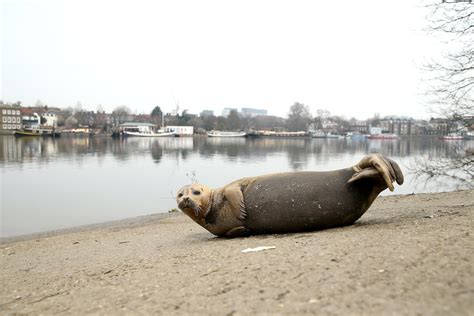 London’s Thames River now home to species like sharks and seahorses