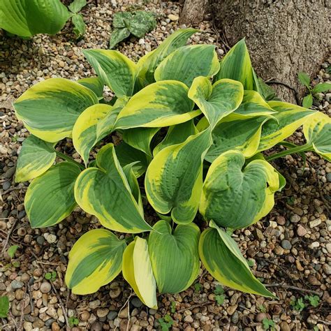 Non Variegated To Variegated After 10 Years In The Hostas Forum