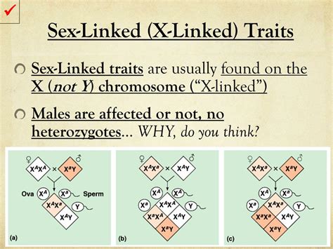 Ppt Blood Type And Sex Linked Inheritance Powerpoint Presentation