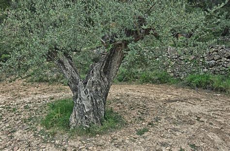 Xylella And Olives - What To Do About An Olive Tree With Xylella ...