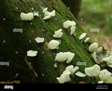 Toodhed Jelly Fungus White Jelly Mushroom Stock Photo Alamy