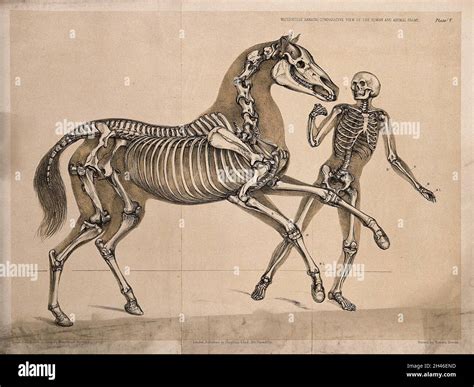 Skeleton of a man, with the skeleton of a horse, in action. Lithograph by B. Waterhouse Hawkins ...