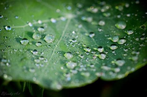 Leaves Water Nature Grass Photography Water Drops Macro Green