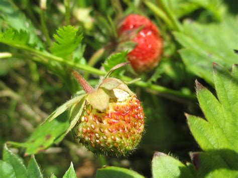 Es gibt zu viele Erdbeeren bei uns! ;-) – Allmende e.V.